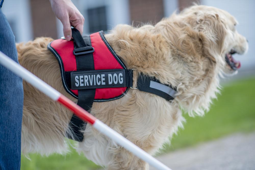 blind person and service dog