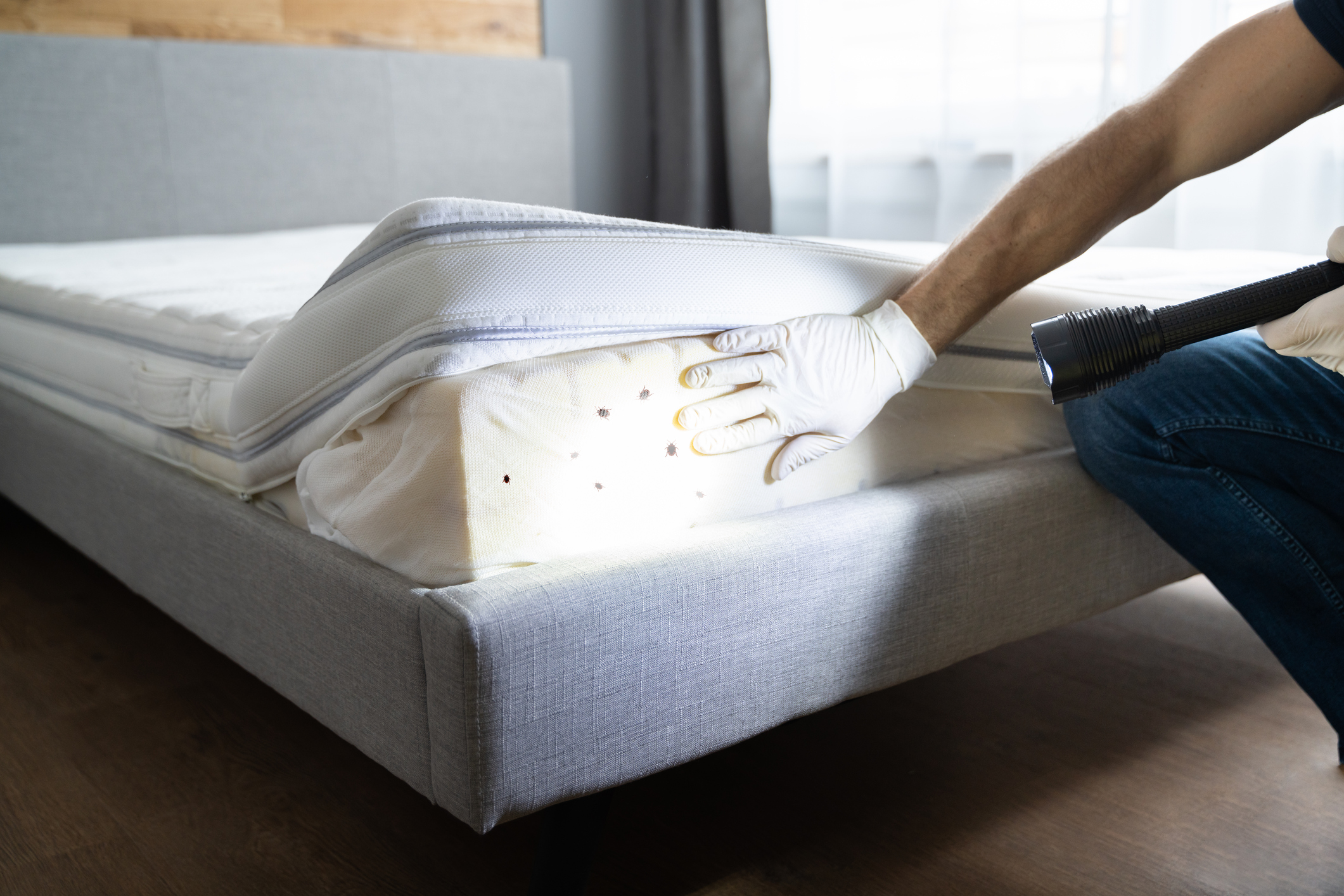 Bed Bug Infestation And Treatment Service